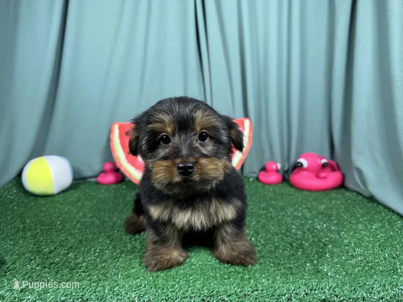 Samuel – Yorkshire Terrier puppy for sale in Waynesville, MO