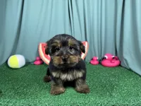 Samuel, a male Yorkshire Terrier for sale in Waynesville, MO – 1 of 3