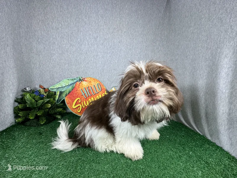 Gilroy – Shih Tzu puppy for sale in Waynesville, MO