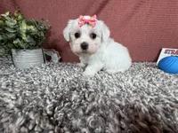 Ilene, a female Havamalt for sale in Waynesville, MO – 5 of 10