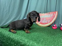 Percy, a male Miniature Dachshund for sale in Waynesville, MO – 3 of 3