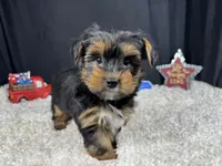 Peter, a male Yorkshire Terrier for sale in Waynesville, MO – 8 of 10
