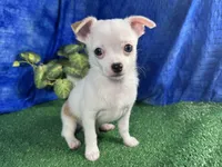 Fox, a male Chihuahua for sale in Waynesville, MO – 1 of 10