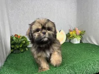 Preacher, a male Shih Tzu for sale in Waynesville, MO – 3 of 10