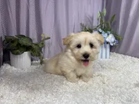Kingston, a male Havanese for sale in Waynesville, MO – 2 of 10