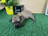 Izzy, a female Havanese for sale in Waynesville, MO – 2 of 3