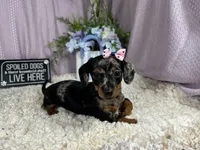 Bree, a female Miniature Dachshund for sale in Waynesville, MO – 3 of 4
