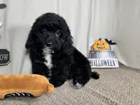 Noah, a male Poodle - Toy  for sale in Waynesville, MO – 3 of 3