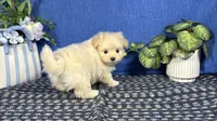 Bingo, a male Pomapoo for sale in Waynesville, MO – 2 of 4