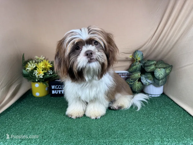 Gilroy – Shih Tzu puppy for sale in Waynesville, MO