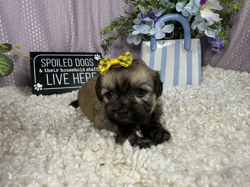 Isabelle – Havanese puppy for sale in Waynesville, MO