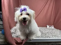 Dove, a female Maltipoo for sale in Waynesville, MO – 3 of 4
