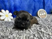 Poppy, a female Shih Tzu for sale in Waynesville, MO – 1 of 4