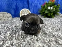 Poppy, a female Shih Tzu for sale in Waynesville, MO – 3 of 4