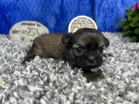 Poppy, a female Shih Tzu for sale in Waynesville, MO – 2 of 4