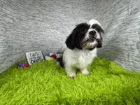 Grey, a male Shih Tzu for sale in Waynesville, MO – 2 of 10