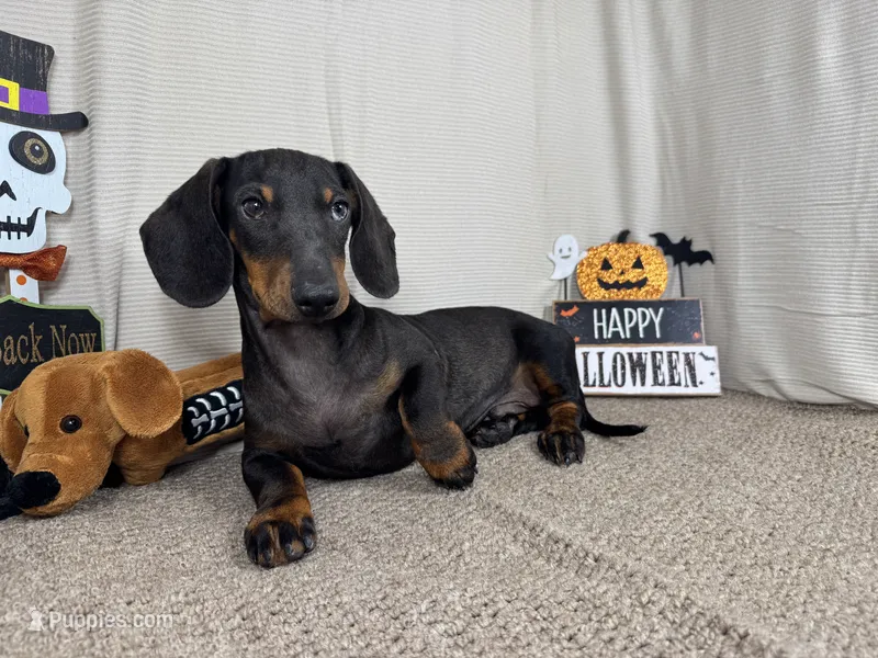 Percy – Miniature Dachshund puppy for sale in Waynesville, MO