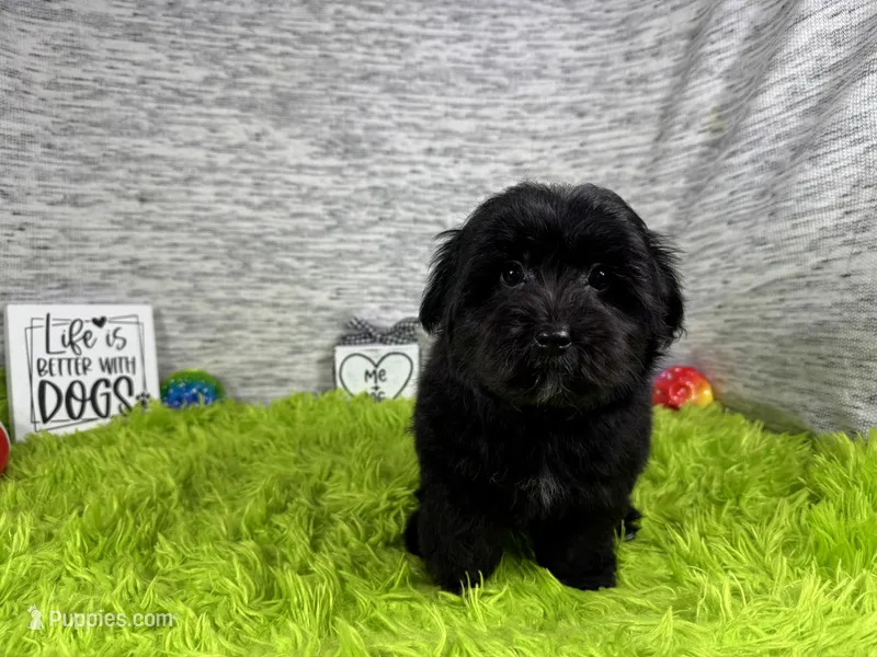 Paxton – Morkie puppy for sale in Waynesville, MO