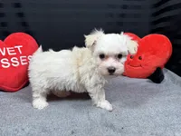 processed/0c404b3d-5619-4e88-8a87-1c29180c8378/listing/63c87503-29b9-4c86-982d-3c920df8aa66/cf8e5fa6-909f-40bb-b212-6cae87449a9d