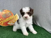 Malachi, a male Yorkipoo for sale in Waynesville, MO – 2 of 10