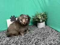 Magnus, a male Havapoo for sale in Waynesville, MO – 3 of 3