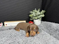William, a male Miniature Dachshund for sale in Waynesville, MO – 3 of 3