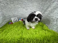 Grey, a male Shih Tzu for sale in Waynesville, MO – 3 of 10