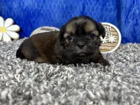 Preacher, a male Shih Tzu for sale in Waynesville, MO – 3 of 4