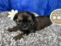 Preacher, a male Shih Tzu for sale in Waynesville, MO – 1 of 4