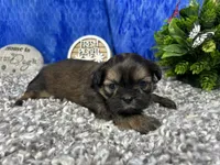 Preacher, a male Shih Tzu for sale in Waynesville, MO – 2 of 4
