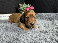 Wendy, a female Miniature Dachshund for sale in Waynesville, MO – 2 of 4
