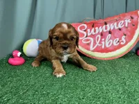 Ruffus, a male Cavalier King Charles Spaniel for sale in Waynesville, MO – 3 of 3