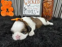Trixie, a female Shih Tzu for sale in Waynesville, MO – 2 of 3