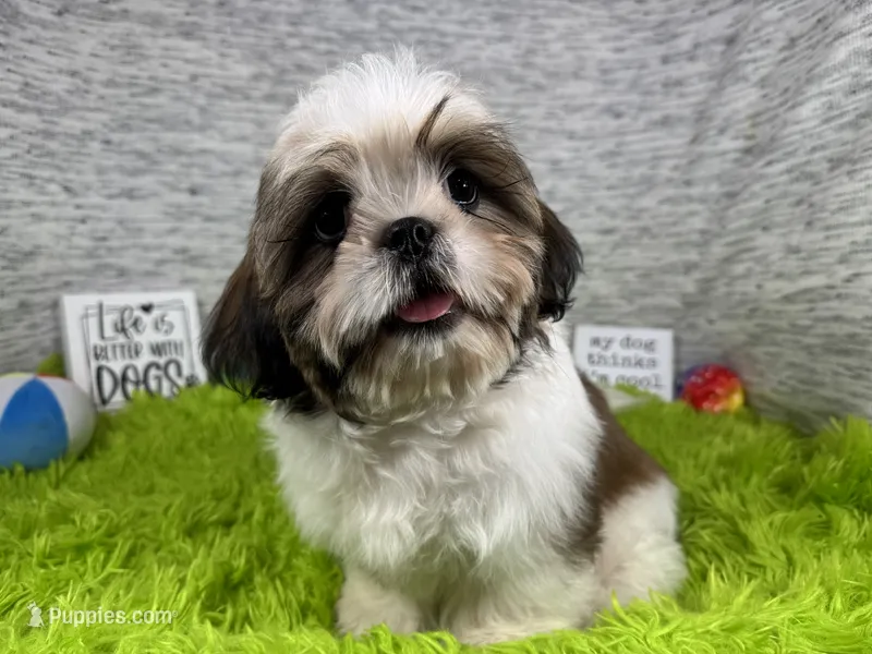 Grizzley – Shih Tzu puppy for sale in Waynesville, MO