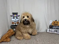 Moses, a male Havapoo for sale in Waynesville, MO – 4 of 4