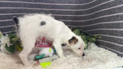 Sugar Daddy, a male Yorkipoo for sale in Waynesville, MO – 4 of 4