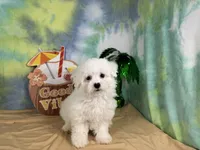 Ice, a male Maltipoo for sale in Waynesville, MO – 6 of 10