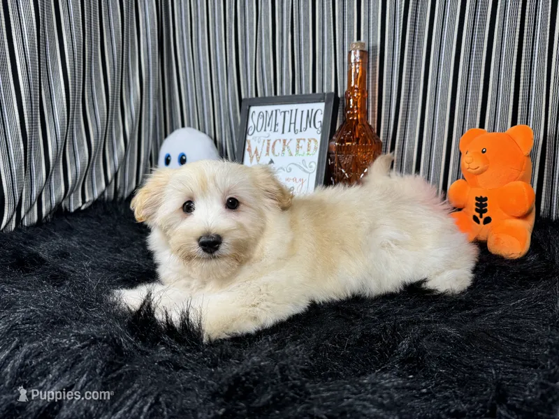 Kingston – Havanese puppy for sale in Waynesville, MO