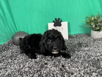 Noah, a male Poodle - Toy  for sale in Waynesville, MO – 2 of 3