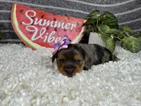 Naomi, a female Yorkshire Terrier for sale in Waynesville, MO – 3 of 4