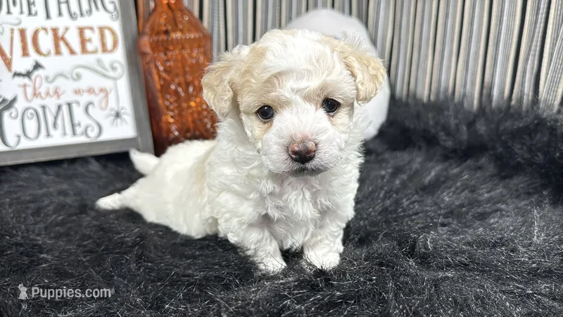 Sully – Maltipoo puppy for sale in Waynesville, MO