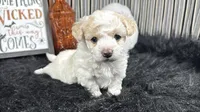 Sully, a male Maltipoo for sale in Waynesville, MO – 1 of 3