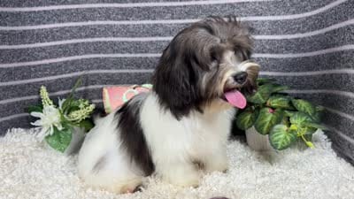 Nehemaih, a male Maltipoo for sale in Waynesville, MO – 4 of 4