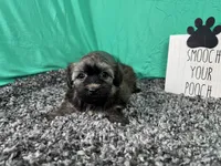 Felix, a male Havanese for sale in Waynesville, MO – 3 of 3