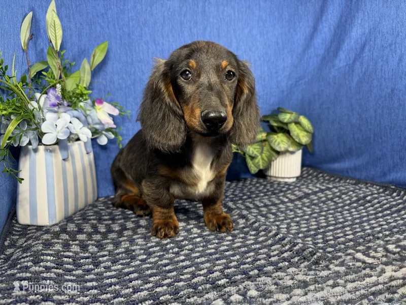 Patrick – Miniature Dachshund puppy for sale in Waynesville, MO