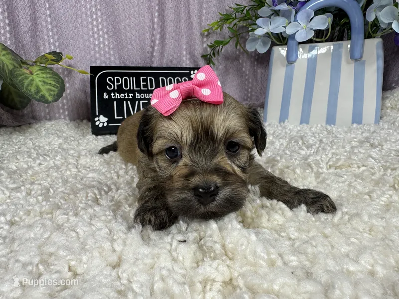 Izzy – Havanese puppy for sale in Waynesville, MO