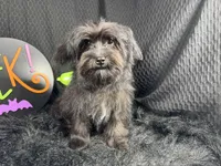 Paxton, a male Morkie for sale in Waynesville, MO – 3 of 10