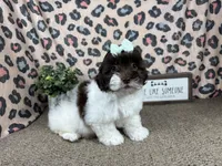 Tabby, a female Shih Tzu for sale in Waynesville, MO – 5 of 10