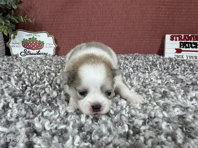 Bentley – Pomeranian puppy for sale in Waynesville, MO