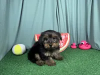 Samuel, a male Yorkshire Terrier for sale in Waynesville, MO – 2 of 3